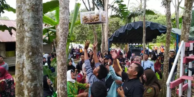Banaik Langsat